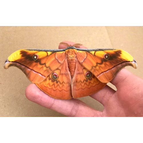 Antheraea jana from Indonesia