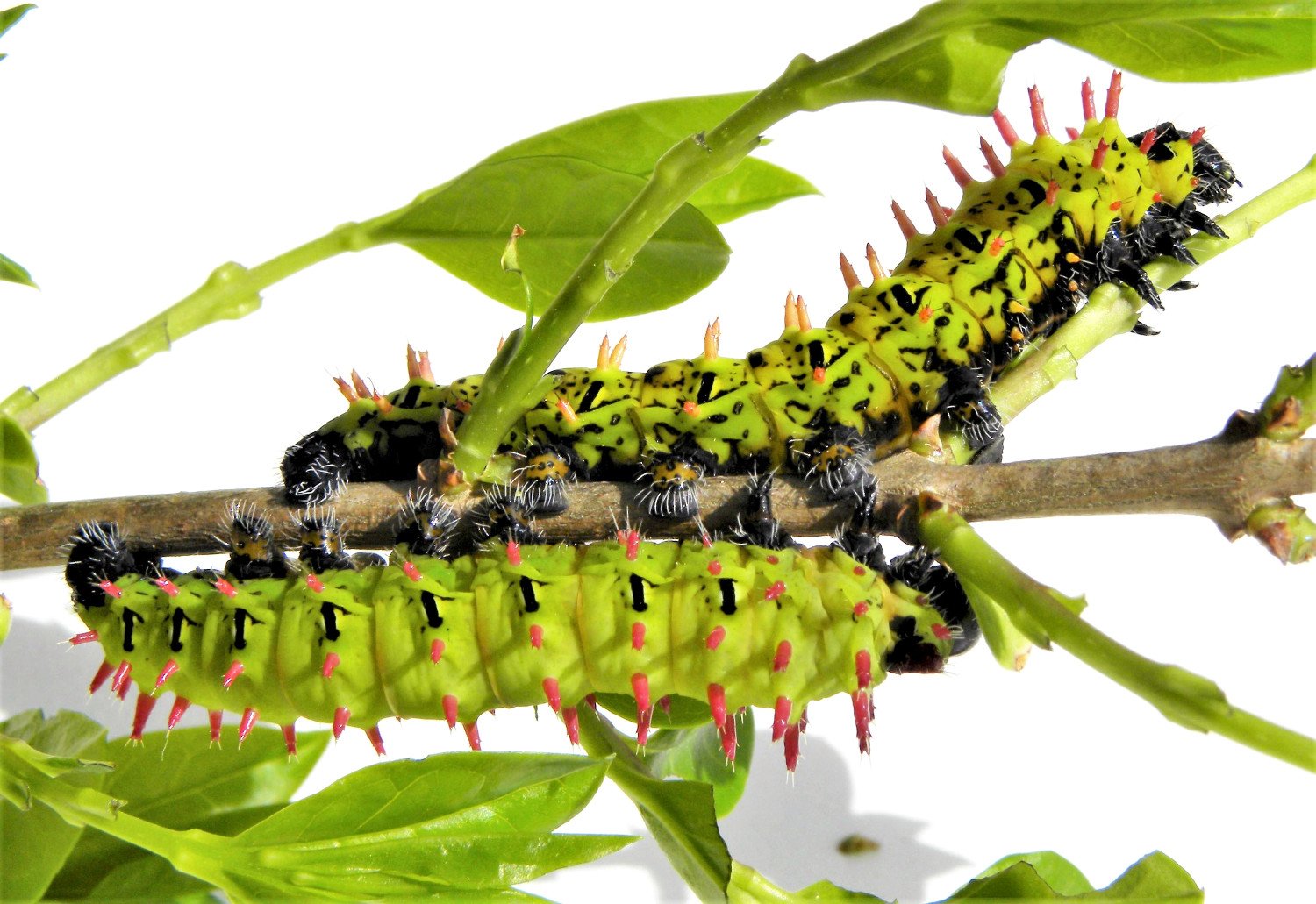 Antherina suraka caterpillars