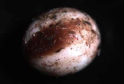 Attacus lorquinii egg