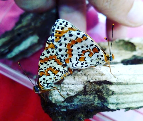 Melitaea dydima pairing