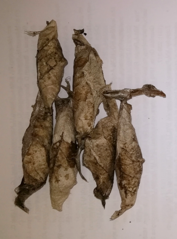 Samia cynthia wild cocoons - Image 3