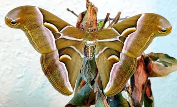 Samia cynthia wild cocoons - Image 2