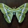 Samia cynthia wild cocoons