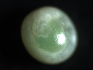 Sphinx ligustri egg