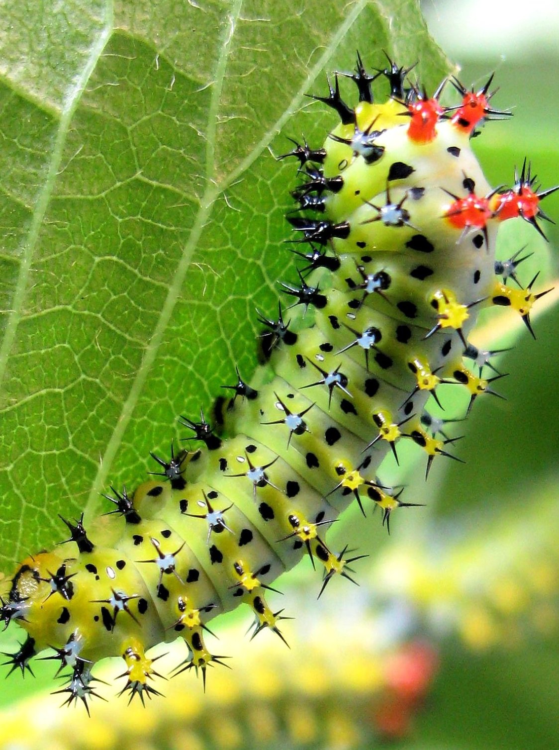 Hyalophora cecropia