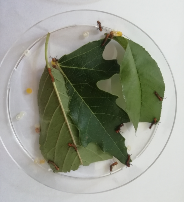 Petri dish eacles imperialis caterpillars