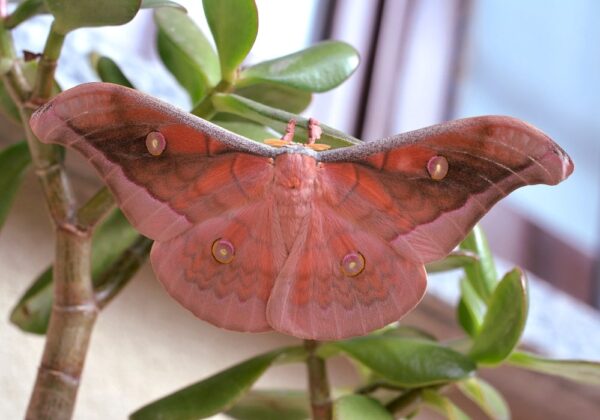 Antheraea jana male