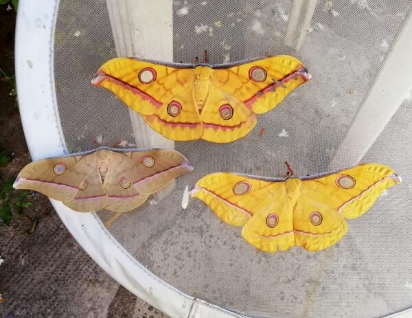 Antheraea jana females