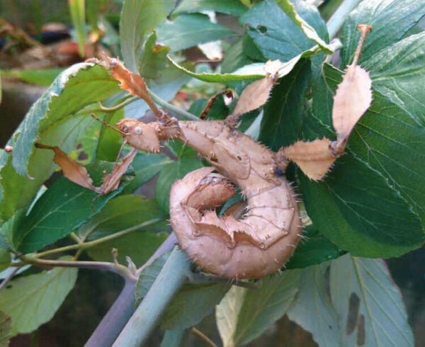 Extatosoma tiaratum