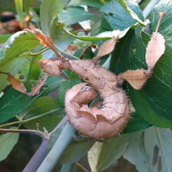 Extatosoma tiaratum