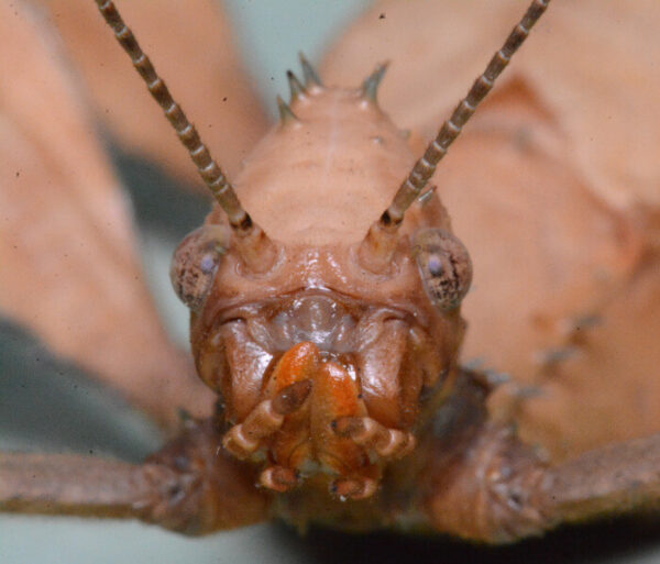 Giant prickly stick insect