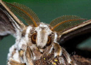 Samia ricini saturniidae