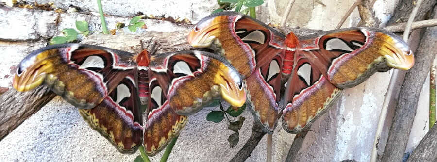 Attacus atlas Saturniidae