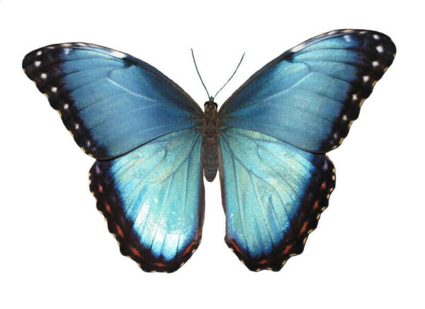 Blue Morpho buy