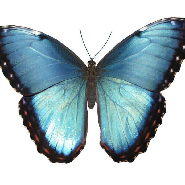 Blue Morpho buy