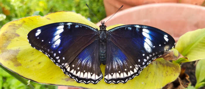 Hypolimnas bolina female