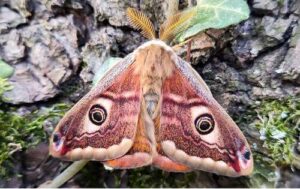 Saturnia pavoniella for sale