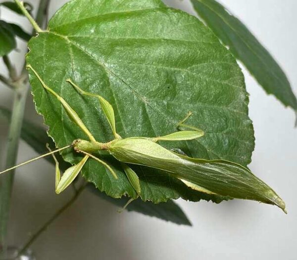 Phillium philippinicum male