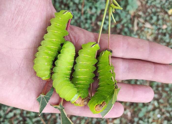 Polyphemus moth for sale