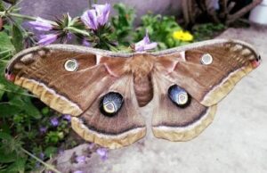 Antheraea polyphemus female