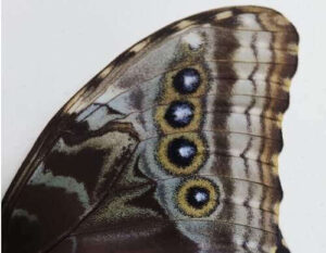 unmounted lepidoptera morpho