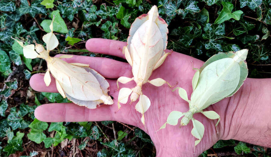 Phyllium letiranti females