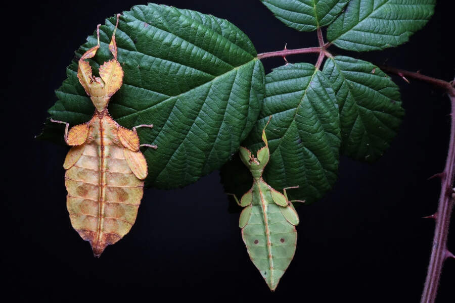 Phyllium letiranti nymphs