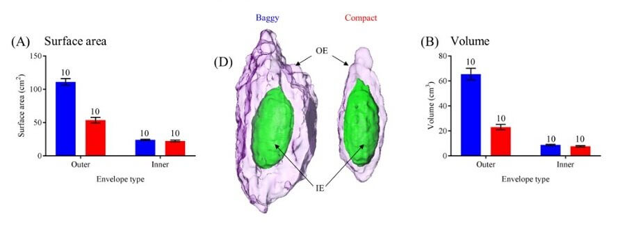 Hyalophora cecropia cocoons