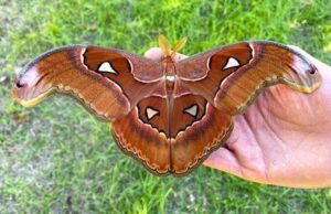 lorquini moth pupae