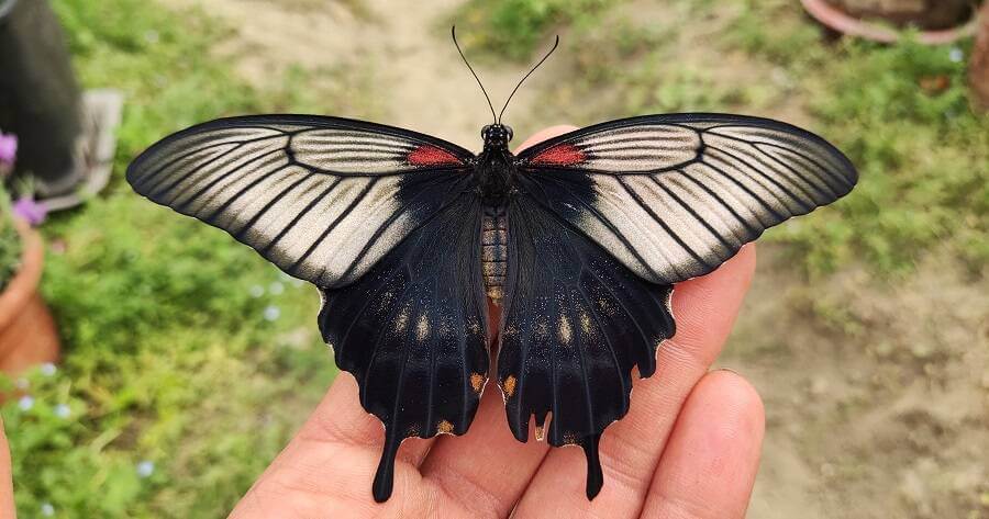 Papilio lowi female