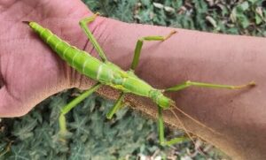 Diapherodes gigantea for sale