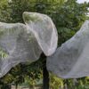 Insect rearing net