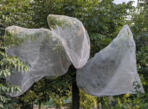 Insect rearing net