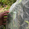 Rearing Lepidoptera