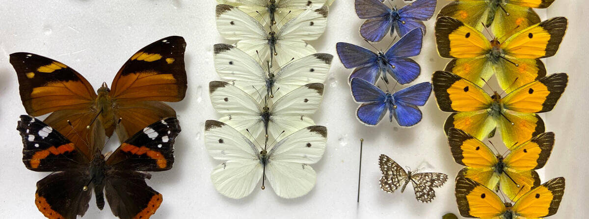 butterfly collection