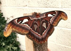 Attacus atlas from java