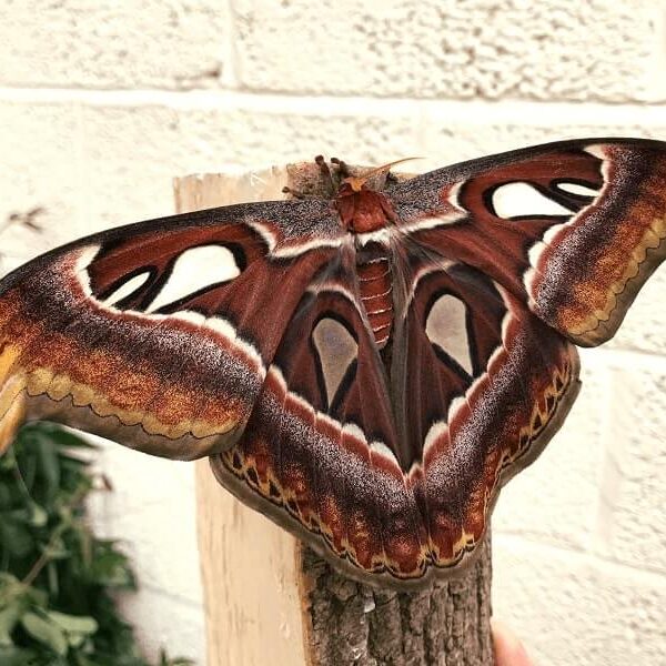 Attacus atlas from java